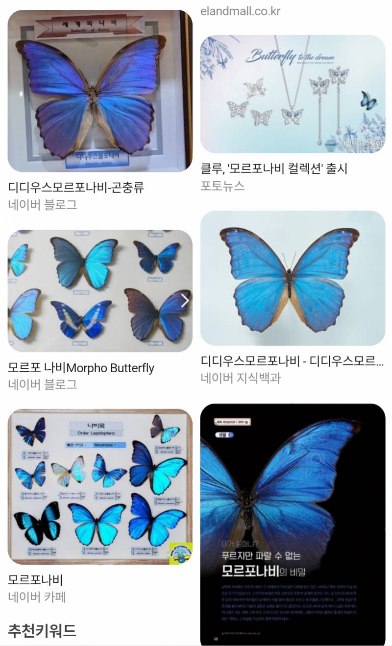 [잡담] 몰포나비 너무 이쁘다 | 인스티즈
