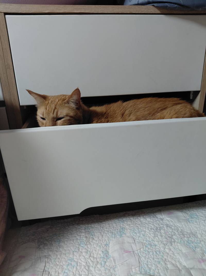[잡담] 고양이 집사들 옷이 전부 털투성이인 이유.jpg | 인스티즈