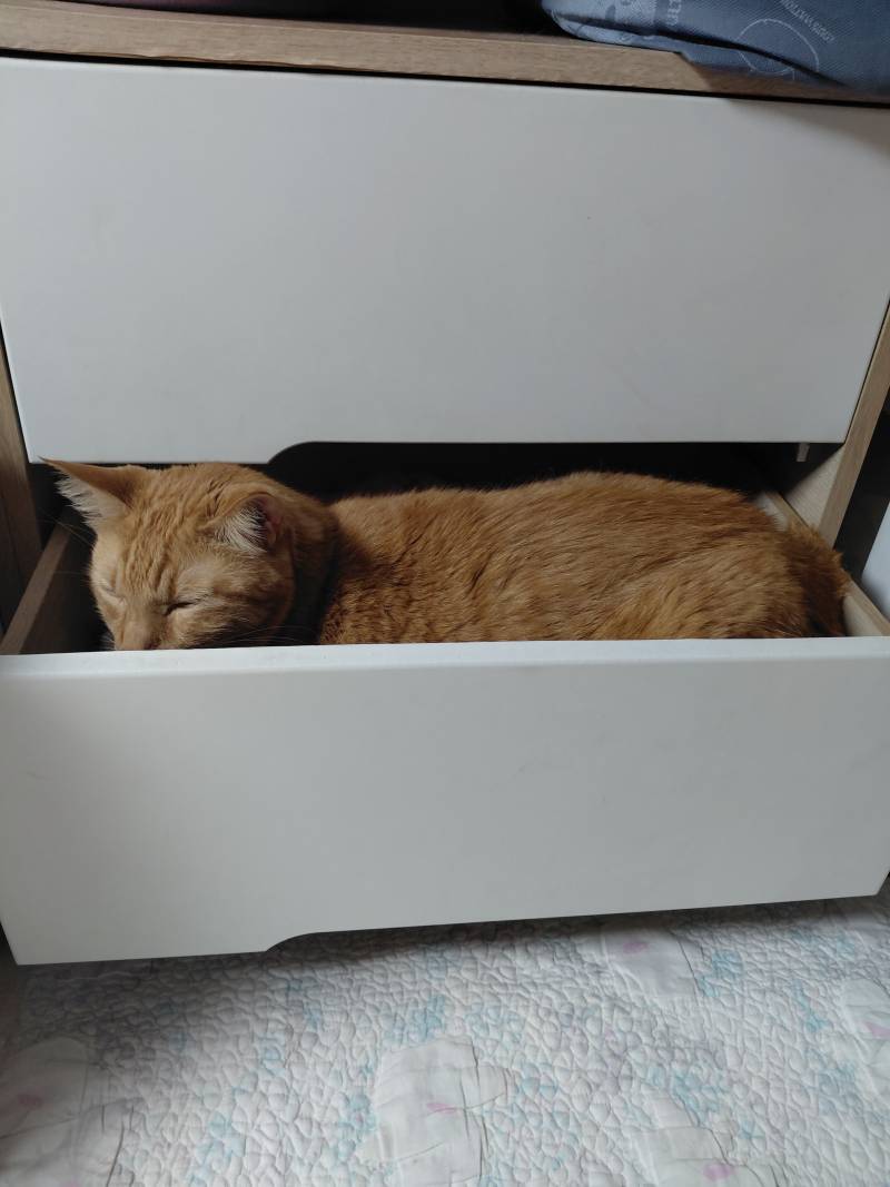 [잡담] 고양이 집사들 옷이 전부 털투성이인 이유.jpg | 인스티즈