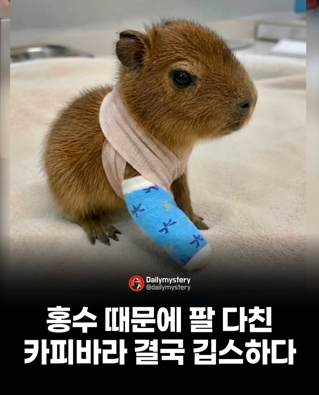 [잡담] 깁스한 아기 카피바라 볼 사람 | 인스티즈