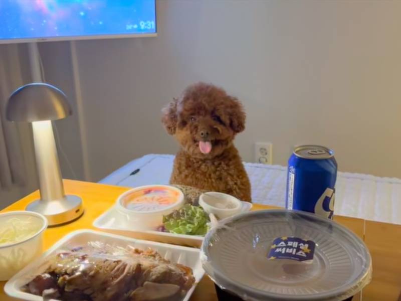 [잡담] 와 배달리뷰 사진 | 인스티즈
