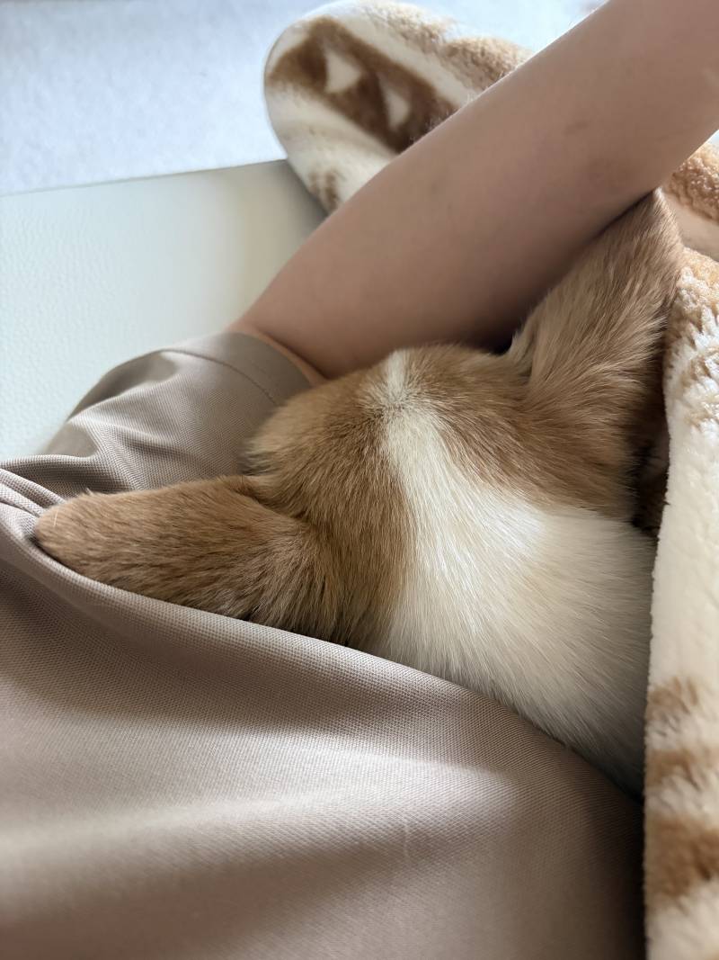 [잡담] 산책 갔다와서 내 팔에 안겨서 꿀잠자는 애기 | 인스티즈