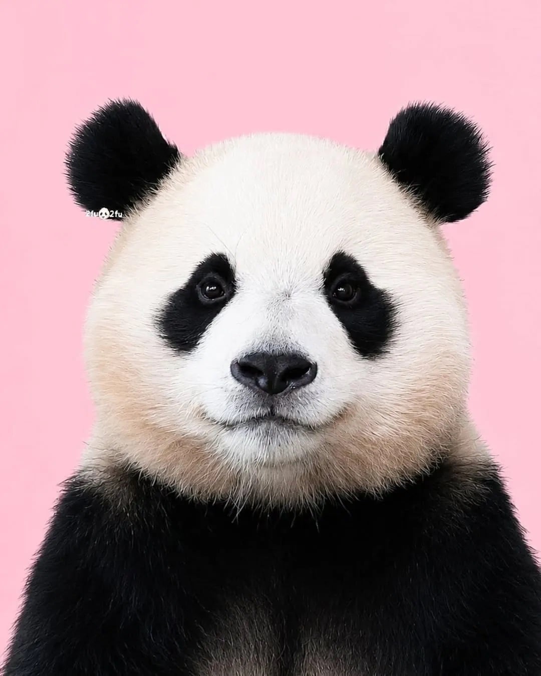 [잡담] 푸바오 진짜 압도적이다 | 인스티즈