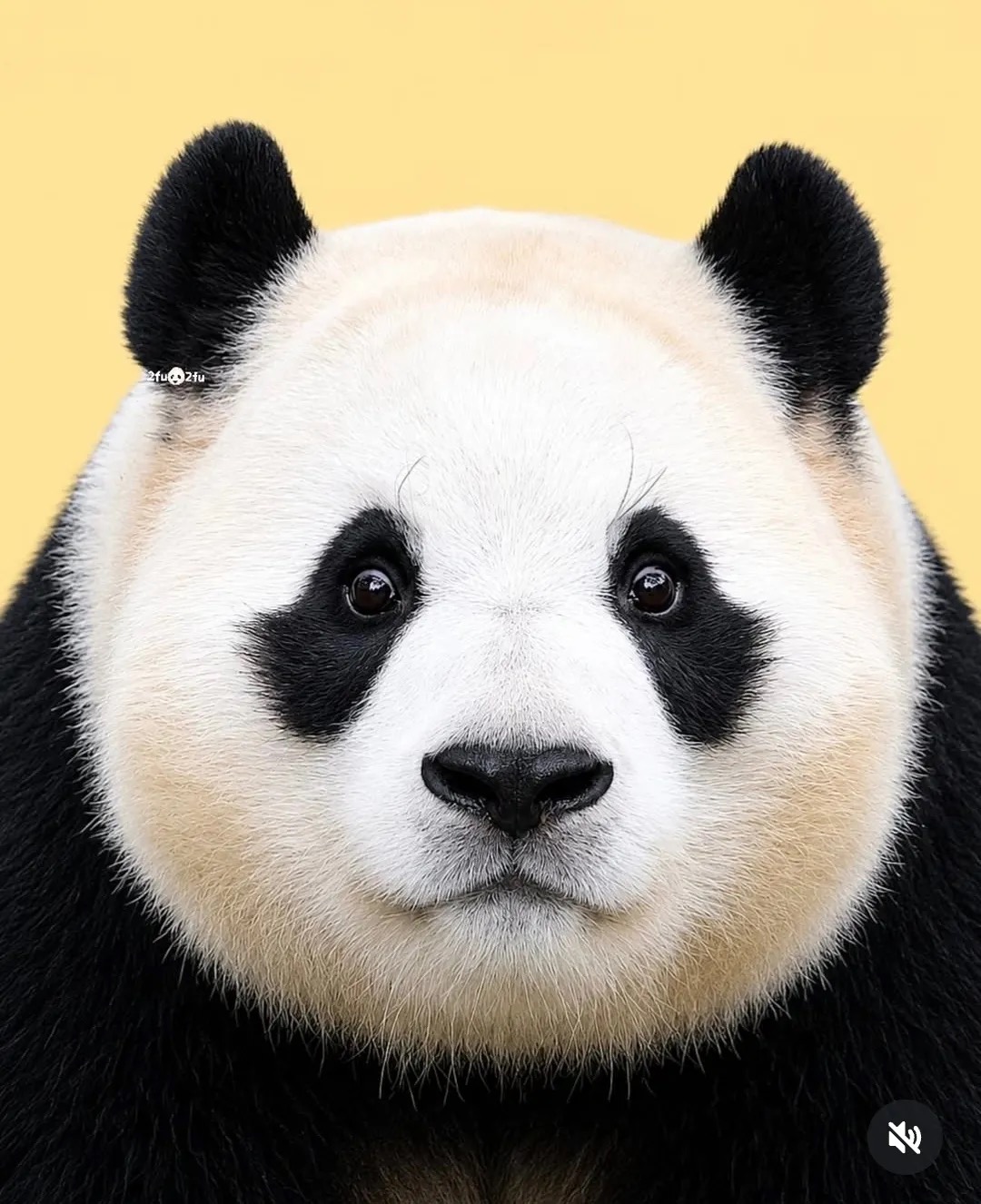 [잡담] 푸바오 진짜 압도적이다 | 인스티즈