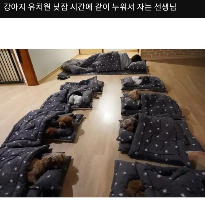 [잡담] 하 강아지 유치원 졸귀다 | 인스티즈