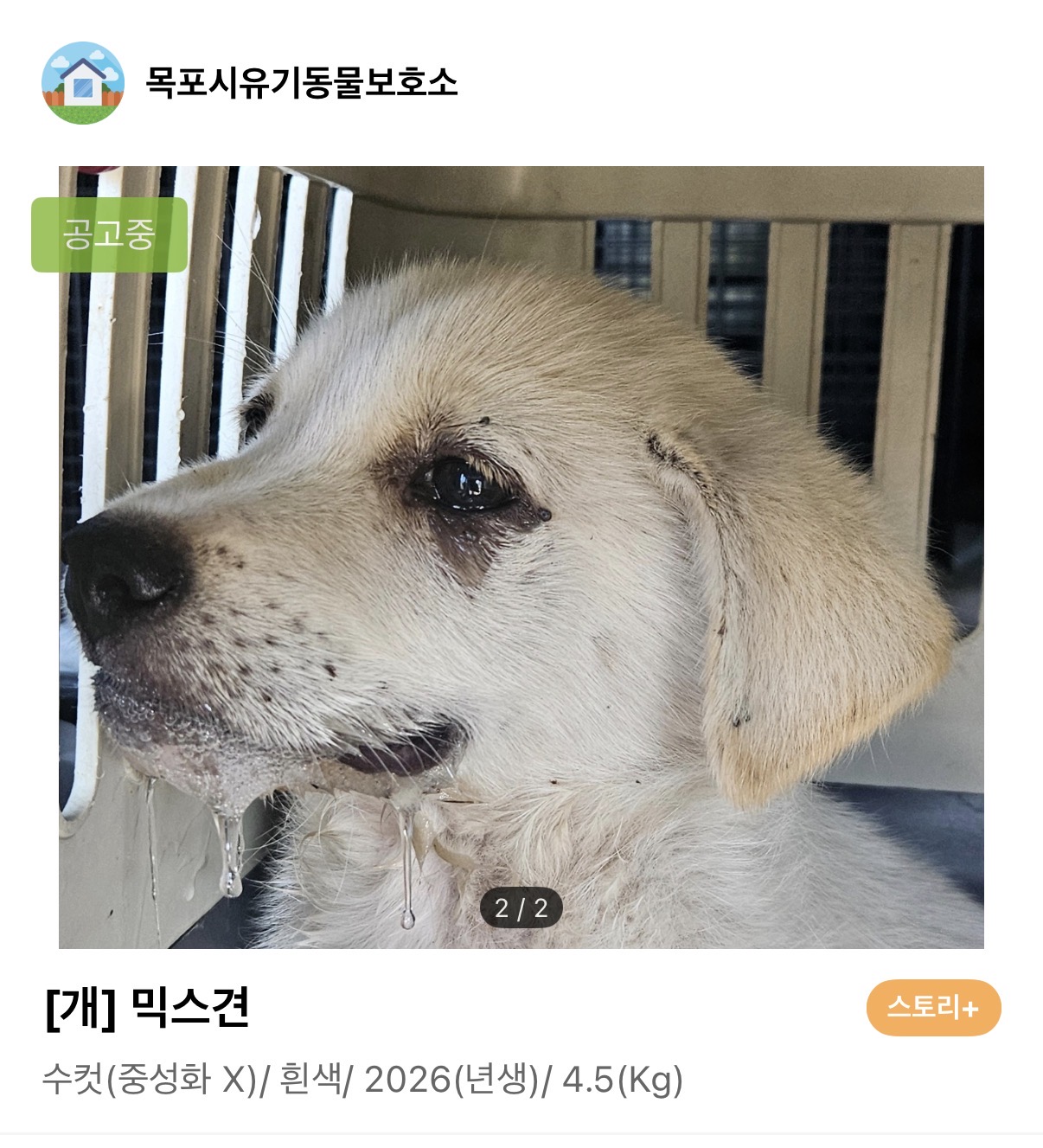 [잡담] 유기견 보호소에서 울고있는 강아지 ㅠㅠ | 인스티즈