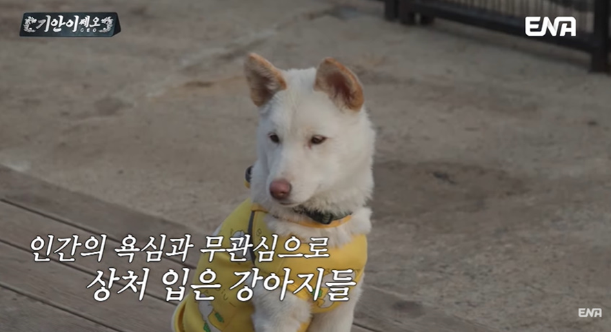 [잡담] 유기견 봉사활동 갔다가 소신발언한 기안84 | 인스티즈