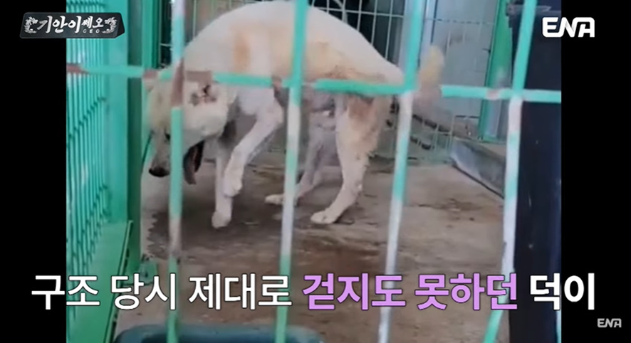 [잡담] 유기견 봉사활동 갔다가 소신발언한 기안84 | 인스티즈