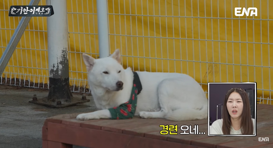 [잡담] 유기견 봉사활동 갔다가 소신발언한 기안84 | 인스티즈