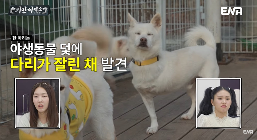 [잡담] 유기견 봉사활동 갔다가 소신발언한 기안84 | 인스티즈