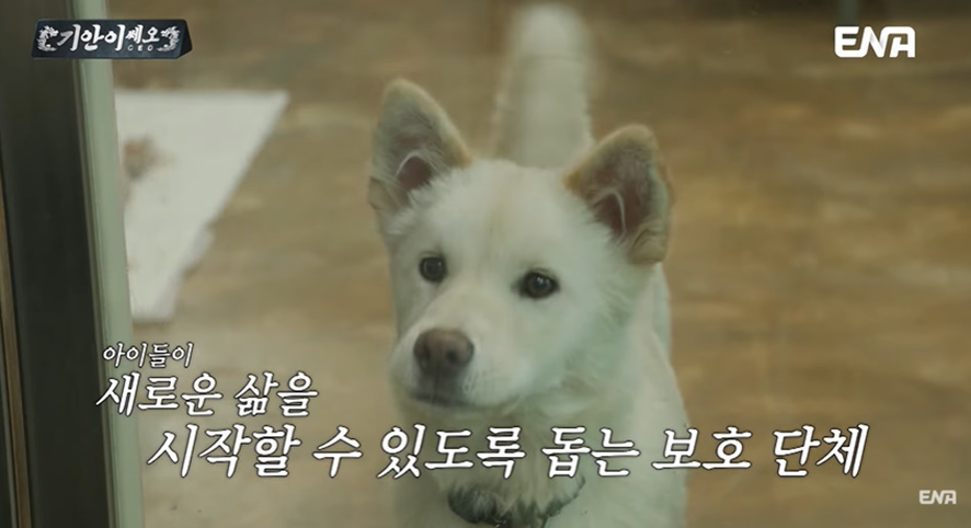 [잡담] 유기견 봉사활동 갔다가 소신발언한 기안84 | 인스티즈