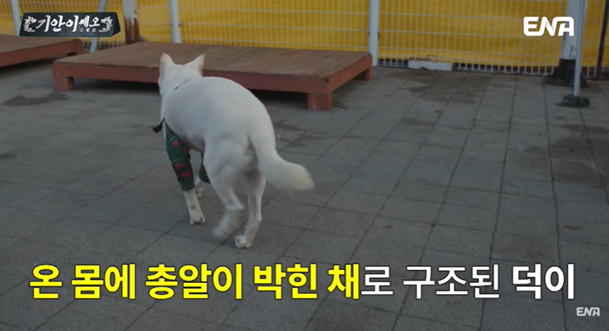 [잡담] 유기견 봉사활동 갔다가 소신발언한 기안84 | 인스티즈