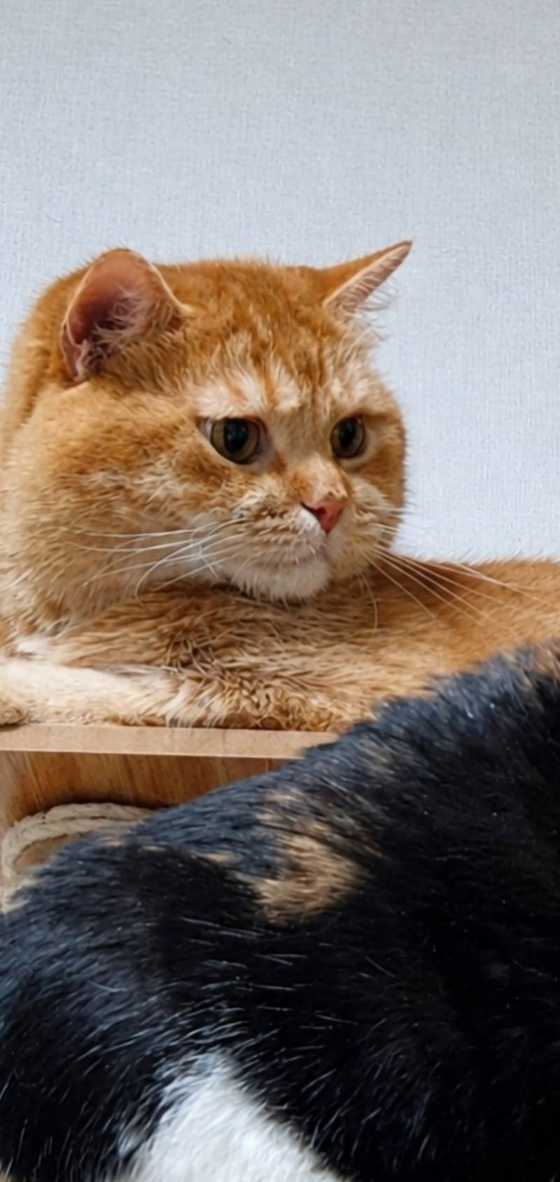 [잡담] 우리집 고양이 표정ㅋㅋㅋㅋㅋㅋㅋㅋㅋ | 인스티즈