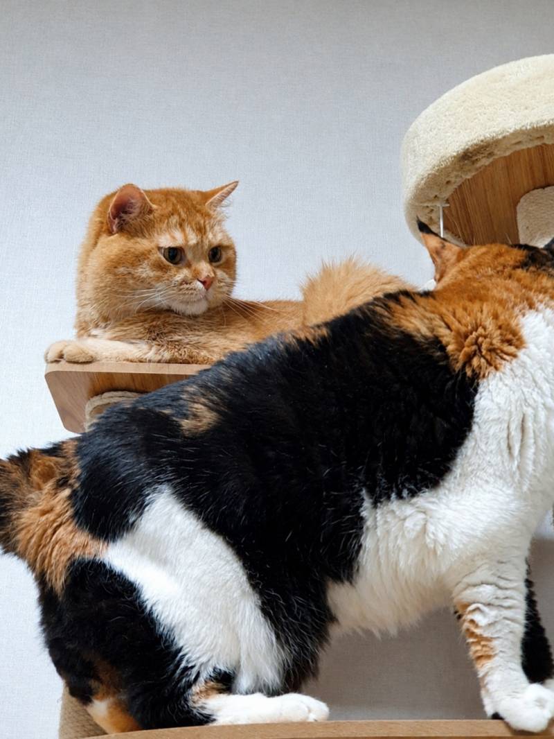 [잡담] 우리집 고양이 표정ㅋㅋㅋㅋㅋㅋㅋㅋㅋ | 인스티즈