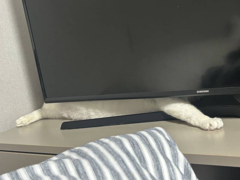 [잡담] 아오 고양이 어디갓는지 찾았는데;;; | 인스티즈