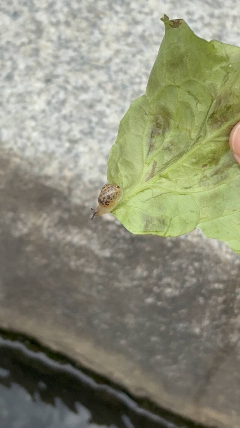 [잡담] 아까 달팽이 자만추한 익인데 혹시 궁금한 익들 잇을까 | 인스티즈