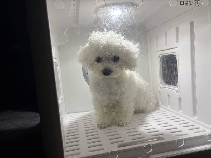 [잡담] 강아지 말리는중 | 인스티즈