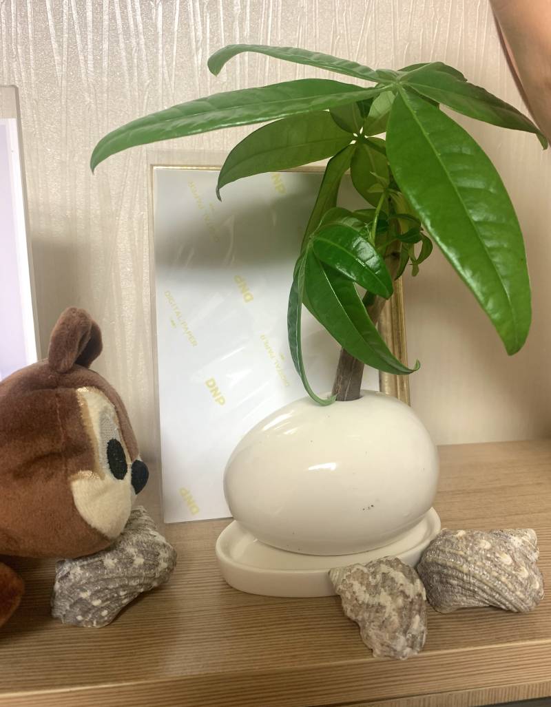 [잡담] 내 인생 첫 초록이🌴 어때?ㅋㅋㅋㅋ | 인스티즈