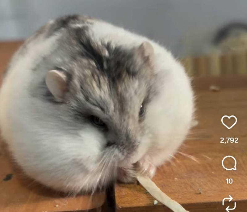 [잡담] 이 햄스터 뭔가 표독하게 생김 | 인스티즈