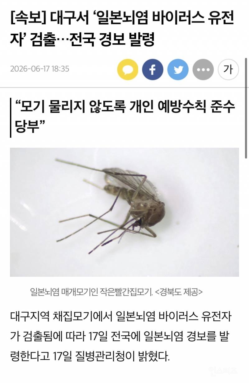 [속보] 대구서 '일본뇌염 바이러스 유전자' 검출…전국 경보 발령 | 인스티즈