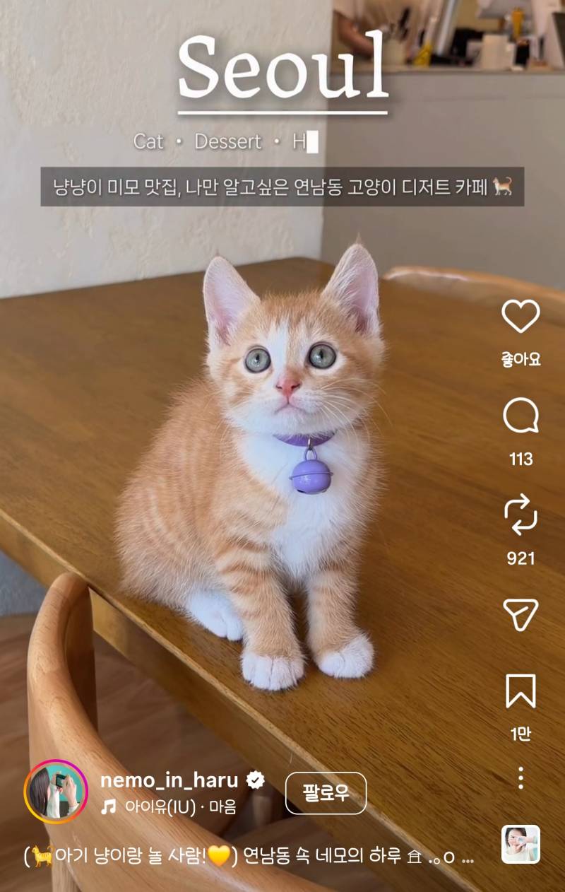 [잡담] 이 카페 아기 고양이 진짜 귀엽다... | 인스티즈