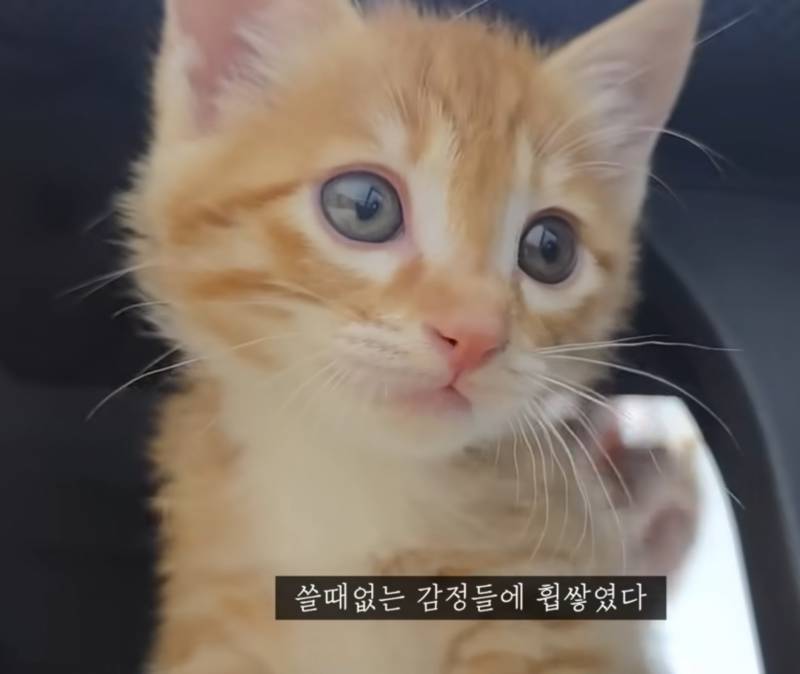 [잡담] 이 카페 아기 고양이 진짜 귀엽다... | 인스티즈
