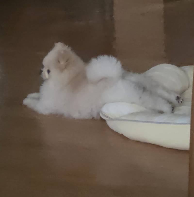 [잡담] 실시간 홈캠보다 기절함.. 하.. 미치겠네.. | 인스티즈