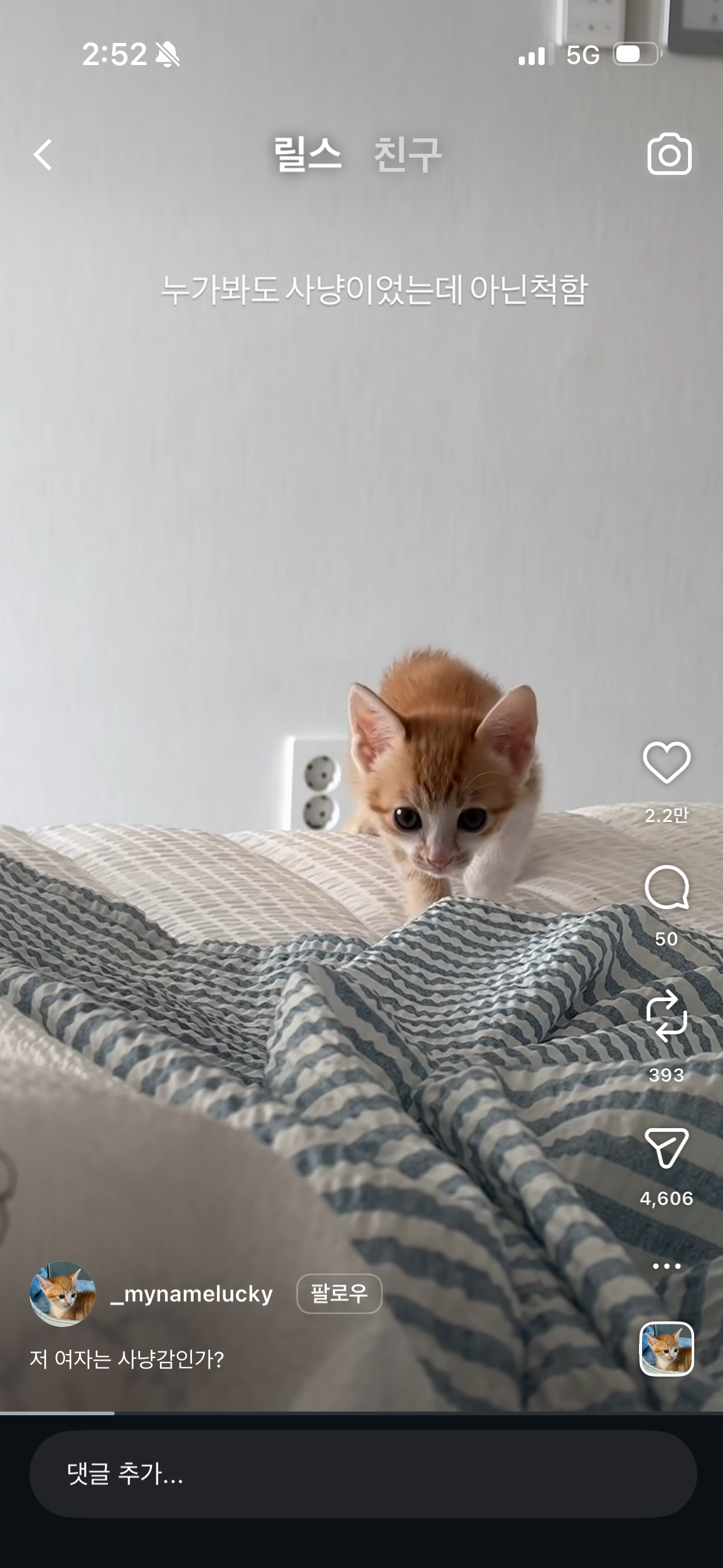 [잡담] 고양이 키우는 익들아 갑자기 털세우고 조용히 사냥자세 노리는거 있잖아 | 인스티즈