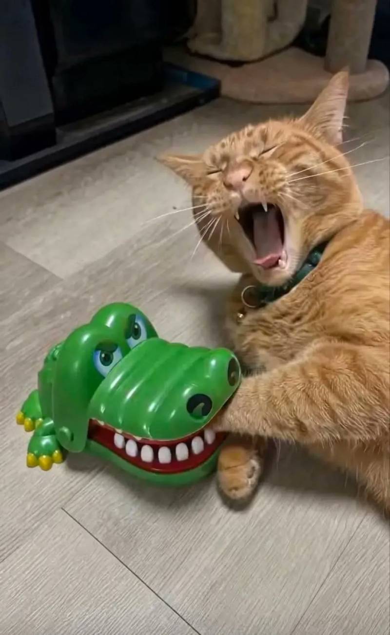 [잡담] 고양이 표정봐 미치겠넼ㅋㅋㅋㅋㅋㅋㅋㅋㅋㅋ졸귀 | 인스티즈