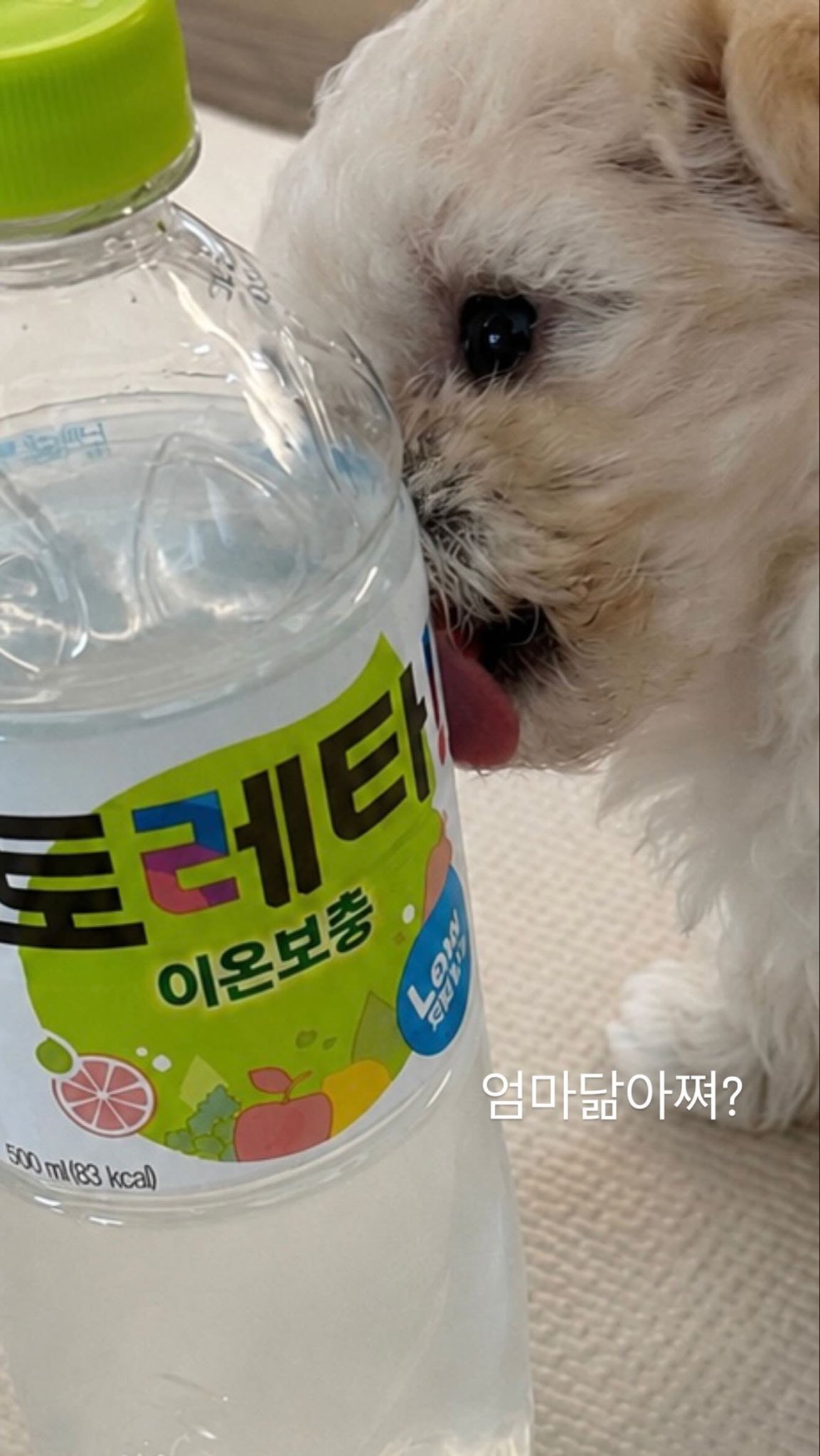 [잡담] 어 윈터 강아지키우나???? | 인스티즈