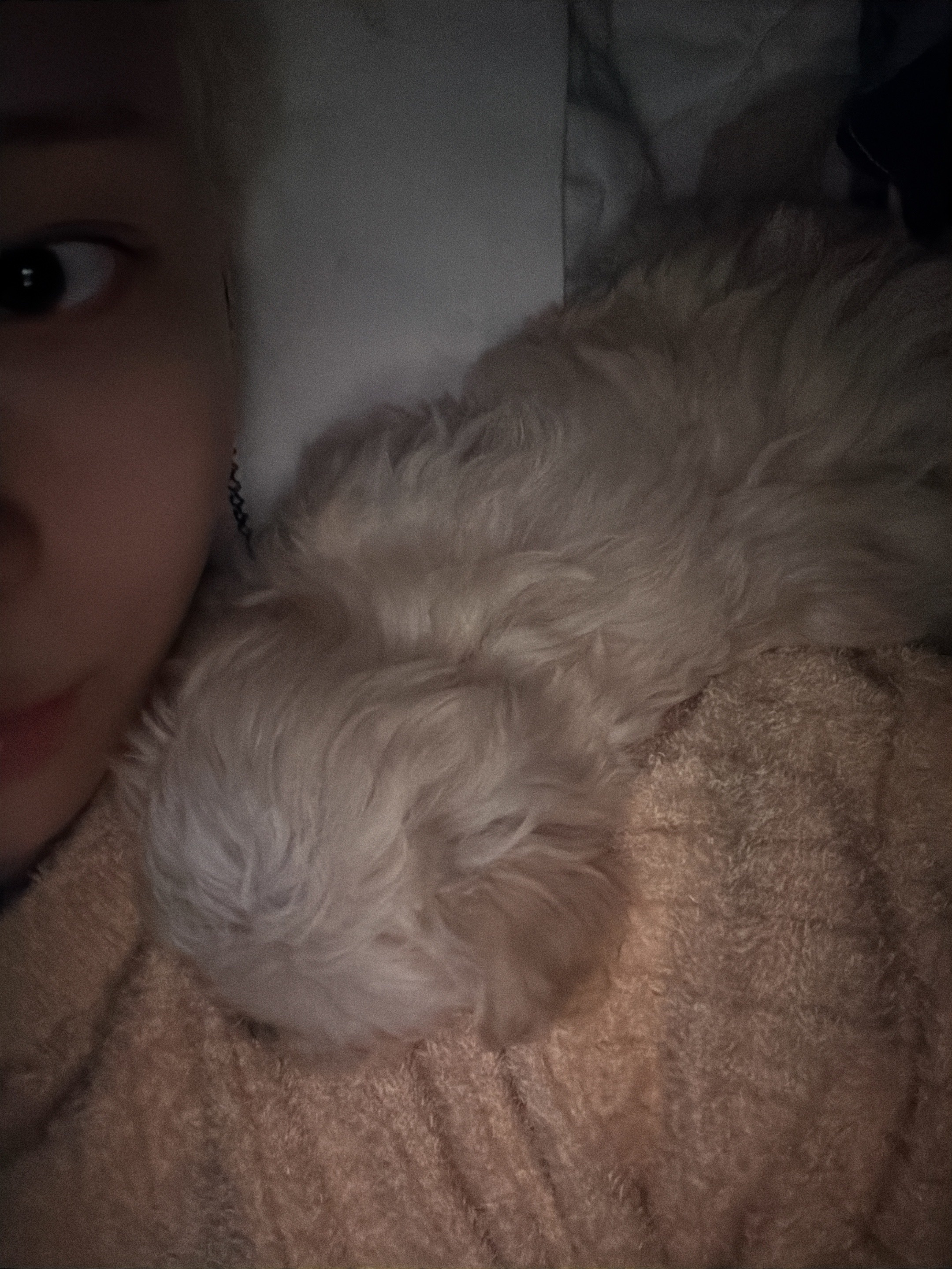[잡담] 윈터 말티즈 강아지 키우나봐 | 인스티즈