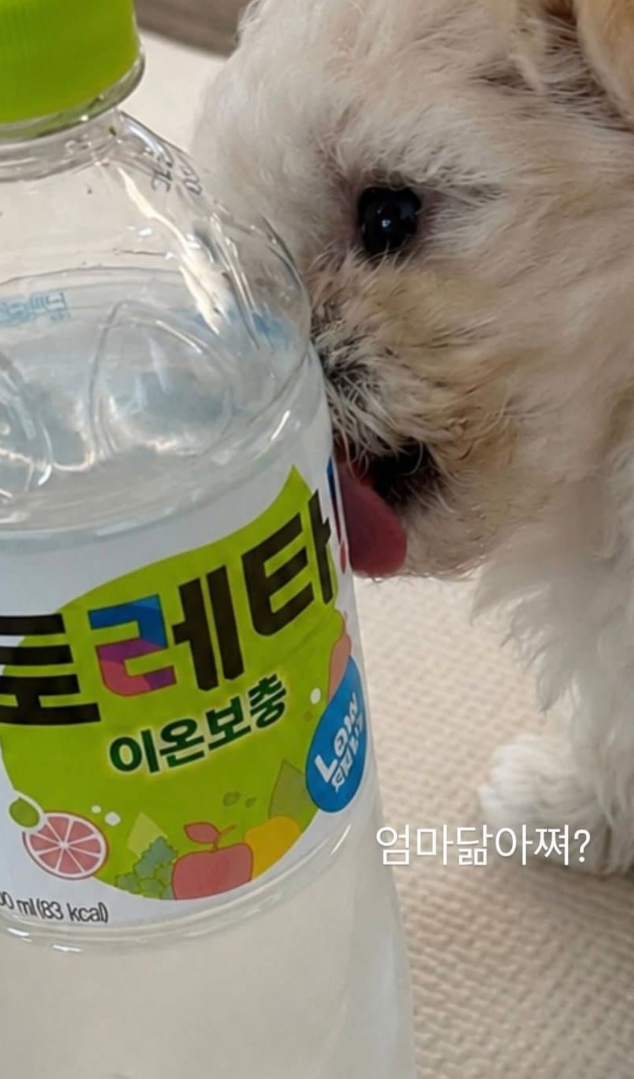 [잡담] 윈터 말티즈 강아지 키우나봐 | 인스티즈