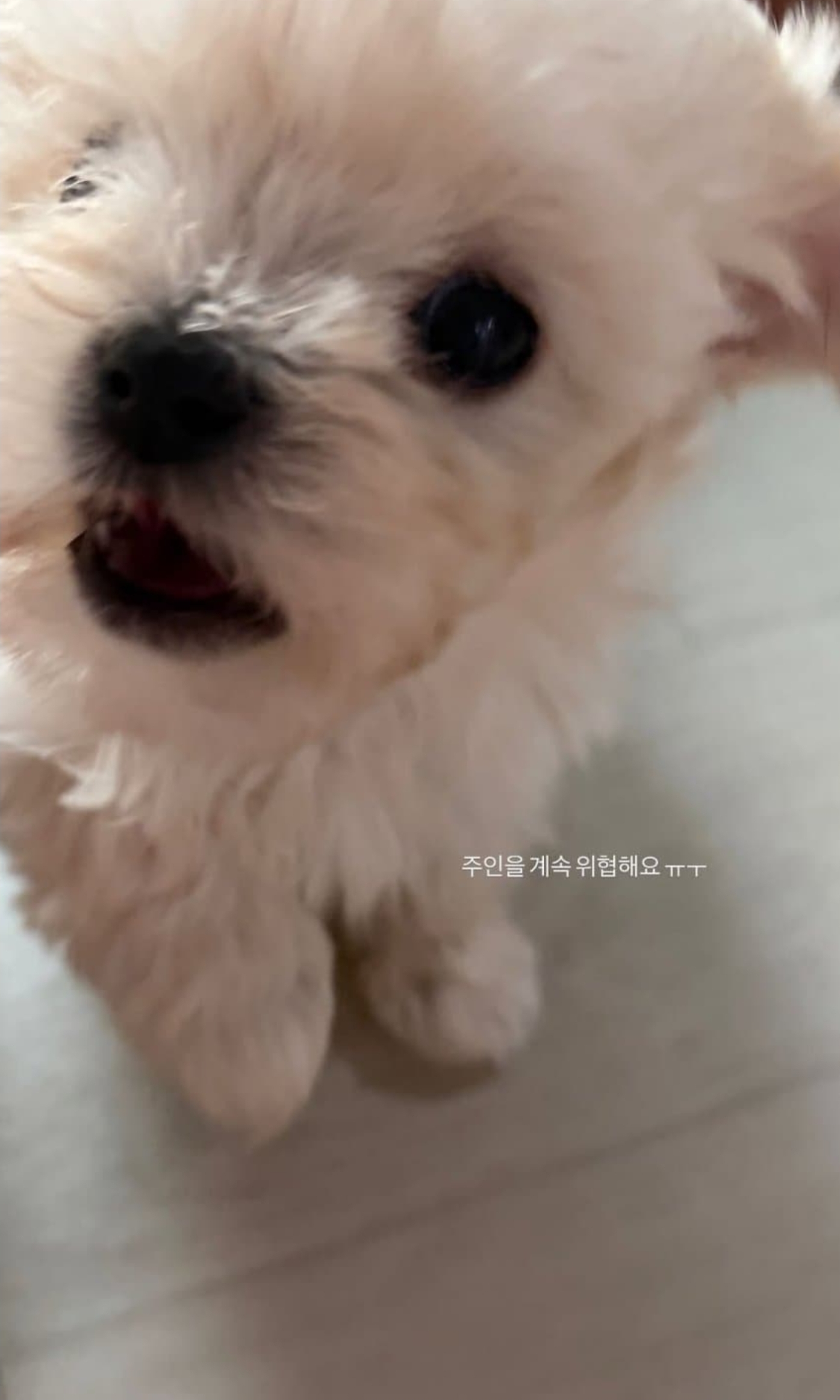 [잡담] 윈터 말티즈 강아지 키우나봐 | 인스티즈