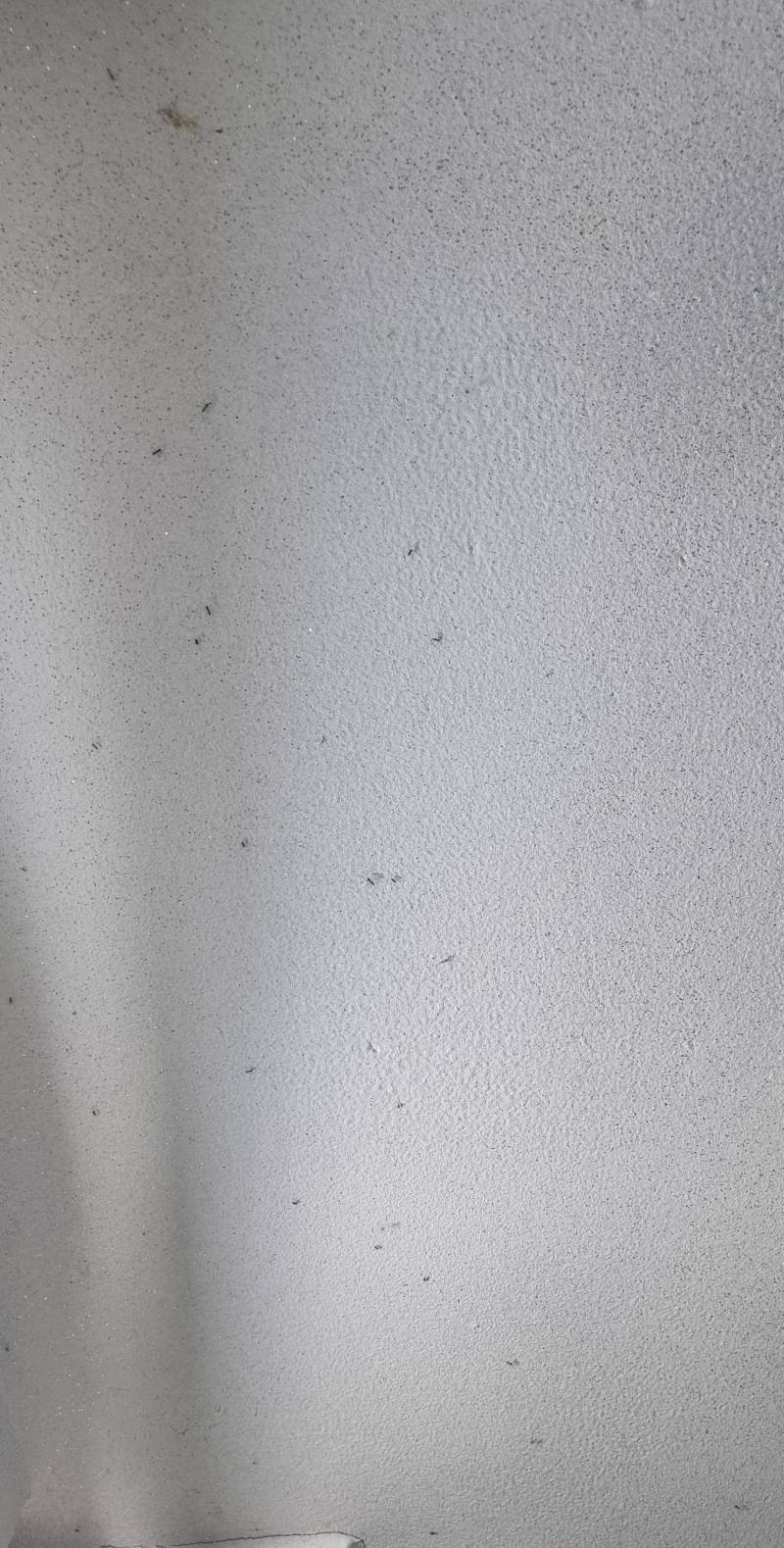 [잡담] 혐주의 아니 이거 무슨벌레야 이름좀 알려줘ㅠㅠ | 인스티즈