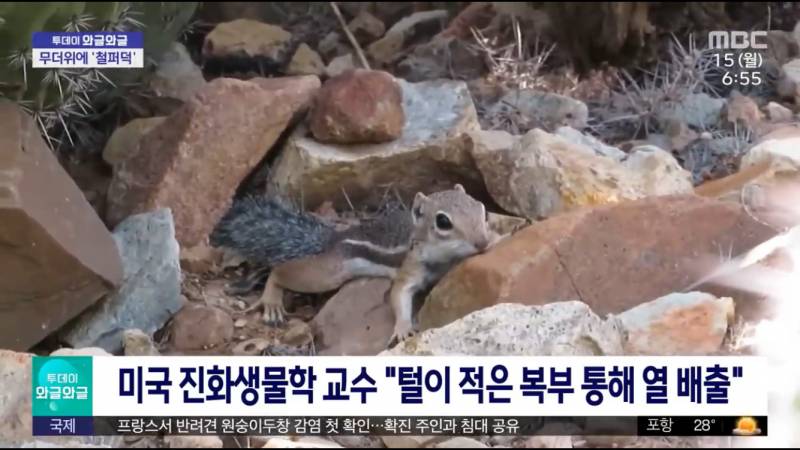 [잡담] ㅋㅋㅋㅋ 강아지들 덥나봐ㅜㅜㅜㅋㅋㅋㅋ | 인스티즈