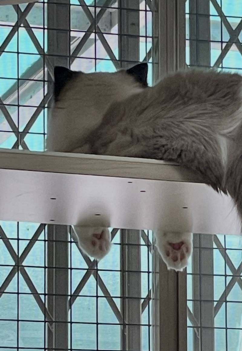 [잡담] 고양이 집사들아 에어컨이 먼저야? 창문뷰가 먼저야? 도와줘😭 | 인스티즈
