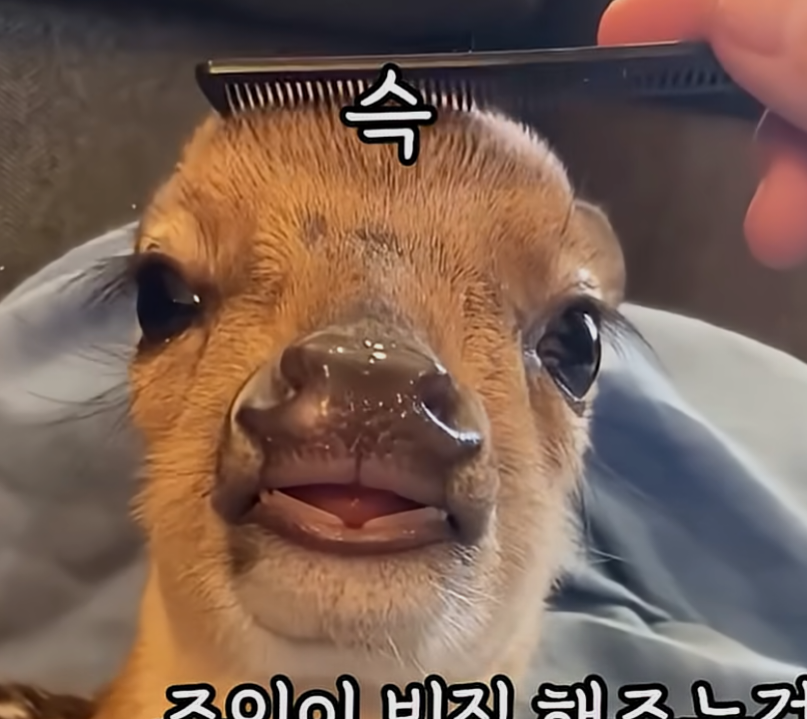 [잡담] 사슴 정면 개웃기게 생곘네 | 인스티즈