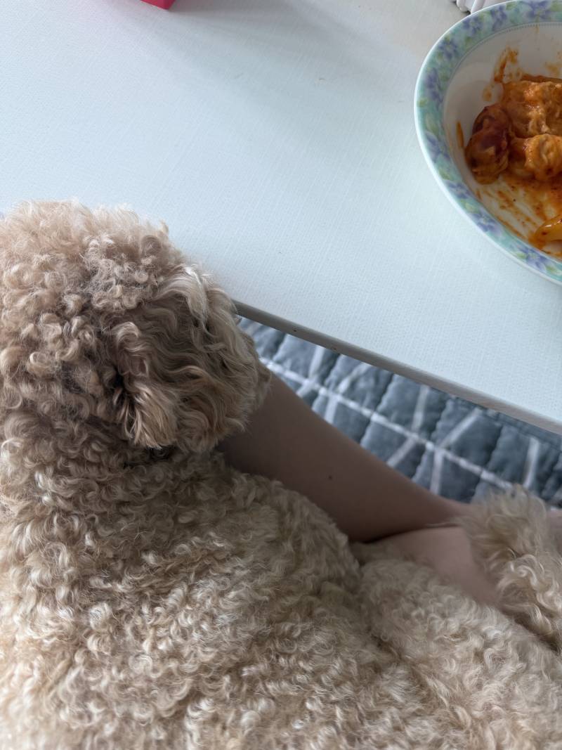 [잡담] 떡볶이 먹는데 무릎에 앉으시면... | 인스티즈
