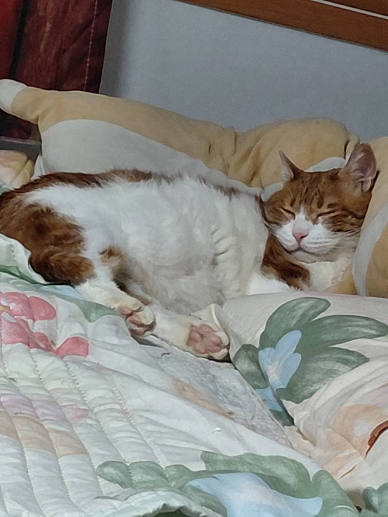[잡담] 울집 고양이 너무 아저씨처럼 자고있음 | 인스티즈