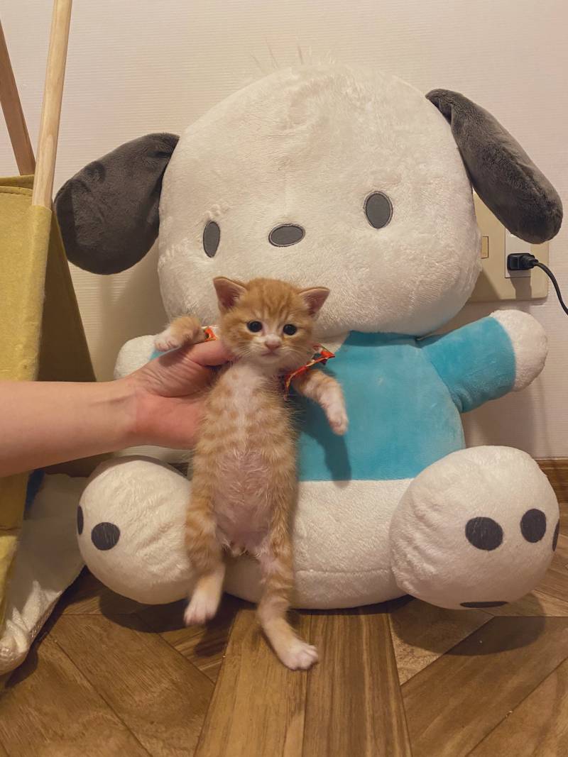 아시겠나요? 아기 고양이의 통통배는 SNS에서 전세계에 퍼뜨리지 않으면 독점 통통배 금지법 위반으로 체포당합니다 | 인스티즈