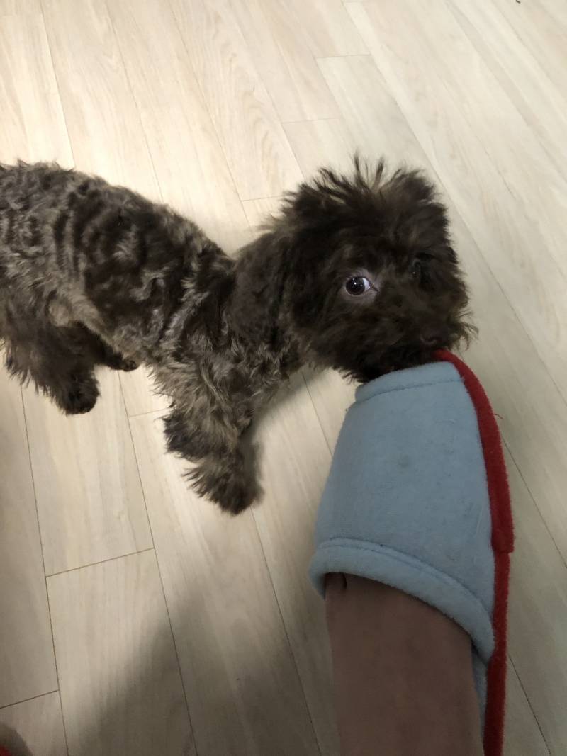 [잡담] 우리 애기 펫샵앤데 사정이 있음 | 인스티즈
