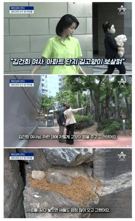 [잡담] 김건희가 길고양이들에게 밥을 준 방식 | 인스티즈