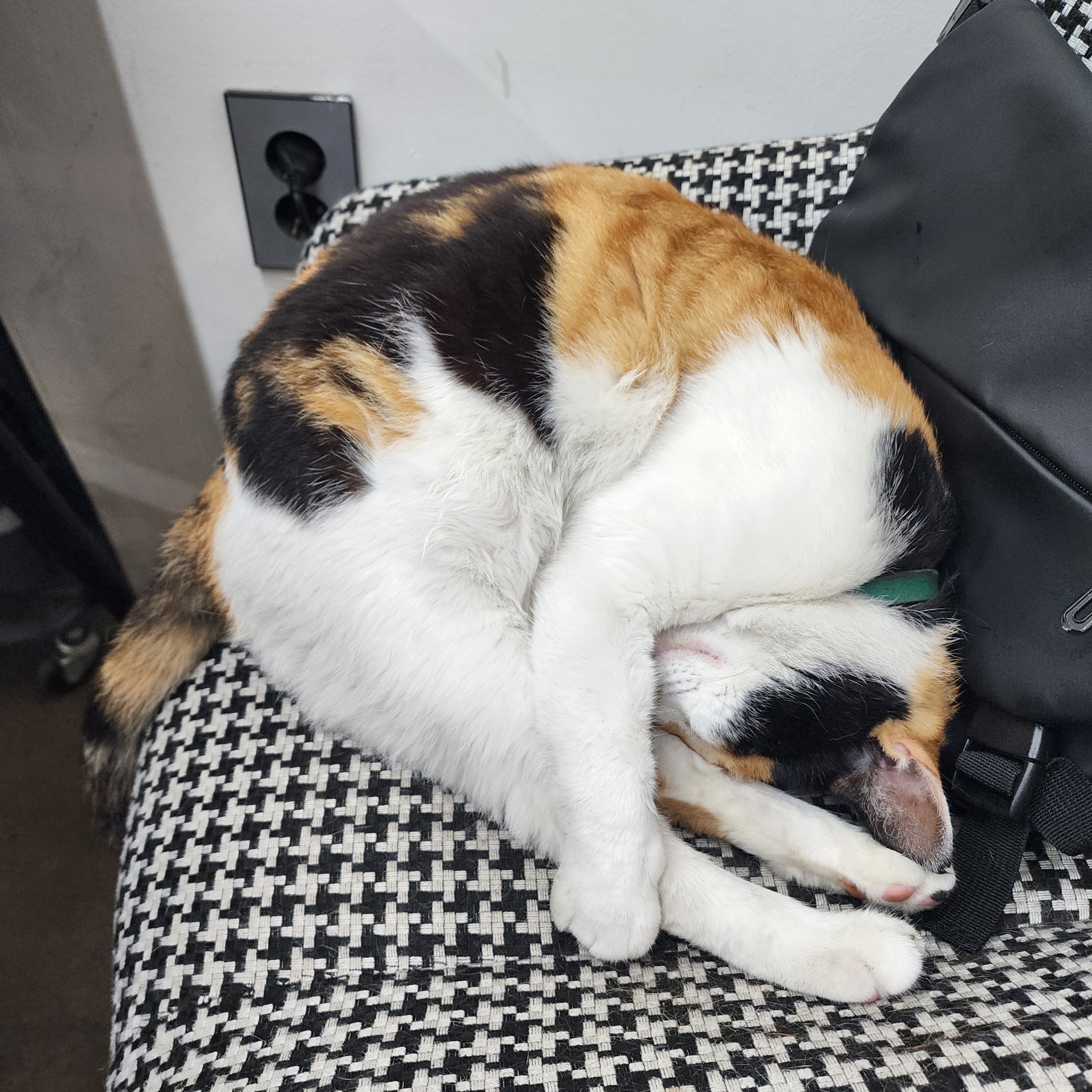 [잡담] 냥이 떡실신한거 보실 분 | 인스티즈