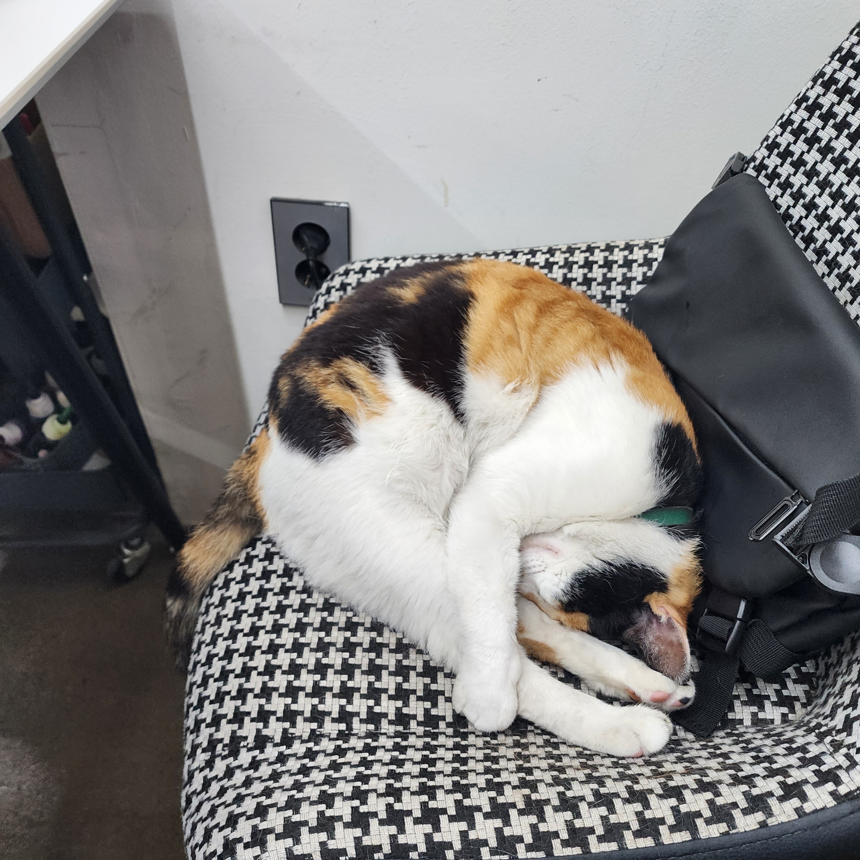 [잡담] 냥이 떡실신한거 보실 분 | 인스티즈