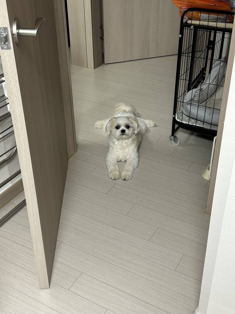 [잡담] 저희집 강아지는 산책을 엄청 좋아해요 | 인스티즈