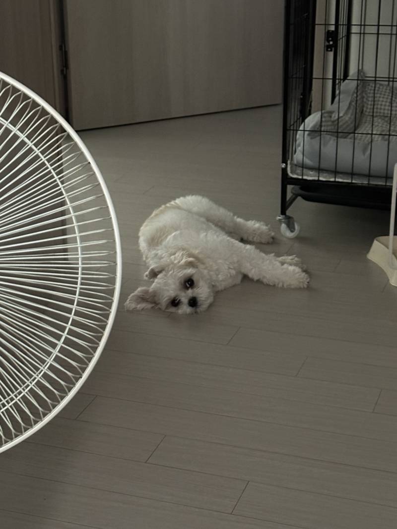 [잡담] 저희집 강아지는 산책을 엄청 좋아해요 | 인스티즈