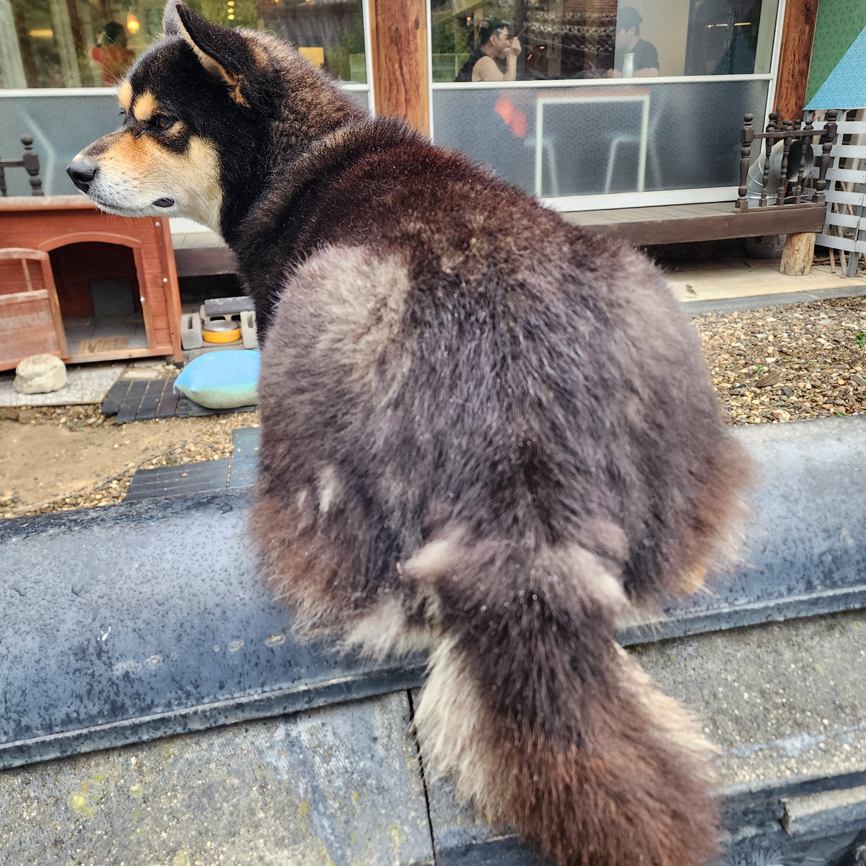 [잡담] 엉덩이 만져달라고 올라오는 강아지 | 인스티즈