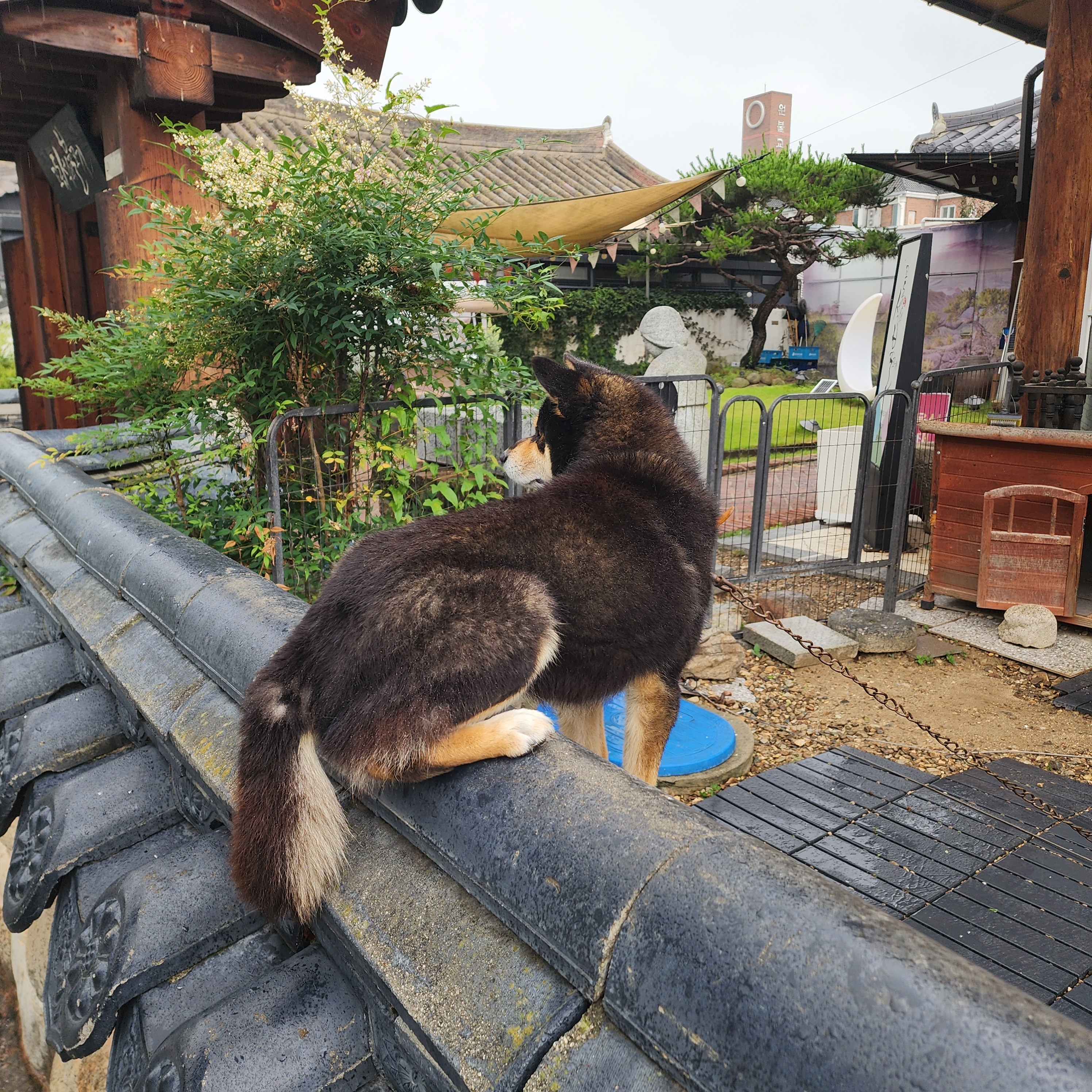 [잡담] 엉덩이 만져달라고 올라오는 강아지 | 인스티즈