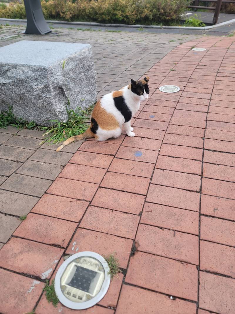 [잡담] 무념무상의 고양이 | 인스티즈