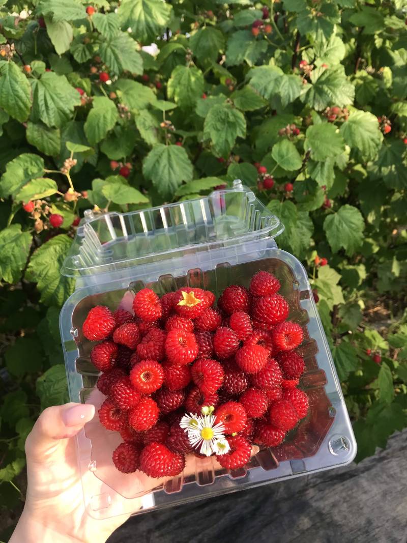 [잡담] 내가 직접 딴 산딸기~ | 인스티즈